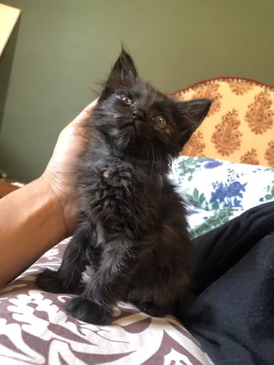 6 week old kitten for adoption
