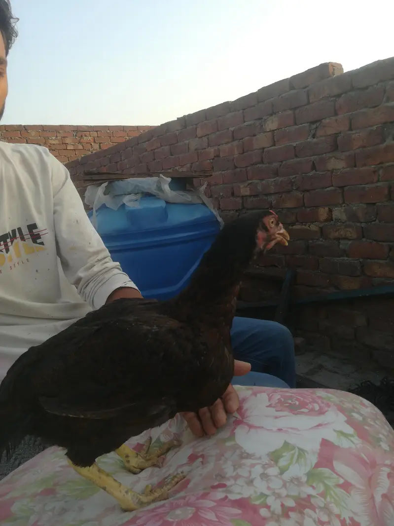active pure asel murgi ha — photo 2