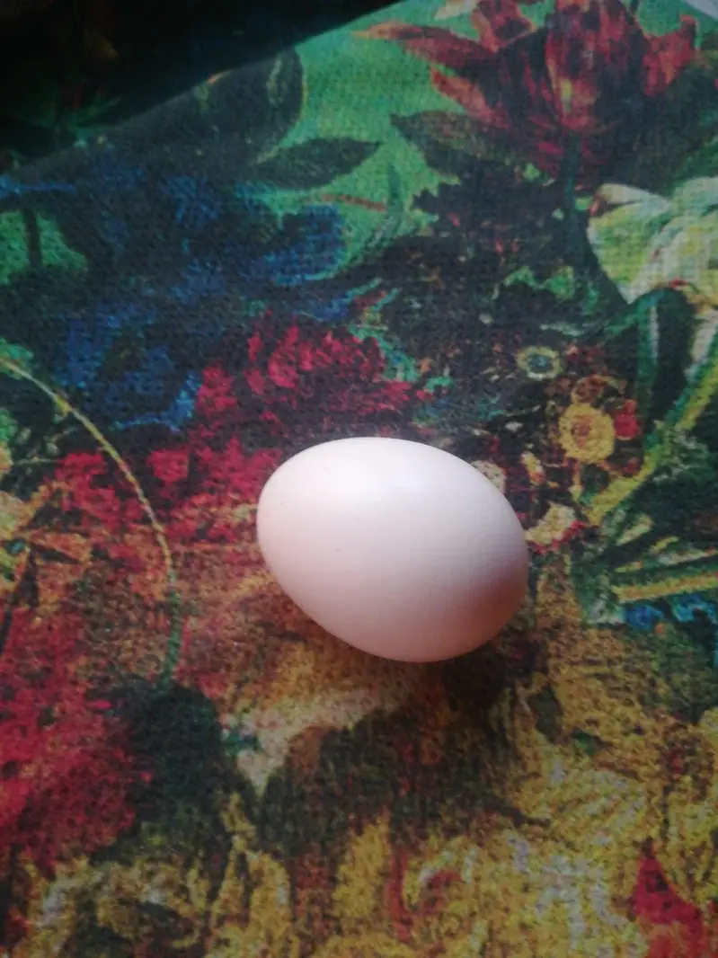 active pure asel murgi ha — photo 3