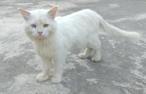 percian cat for sale
