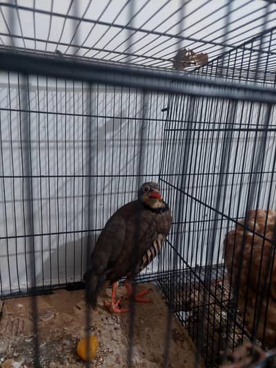 Male Chakor For Sell Very Playfull and very active