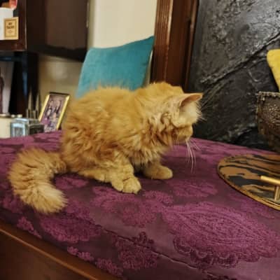 Adorable Persian kittens available for new home