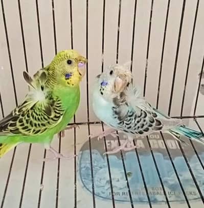 Parrot read add