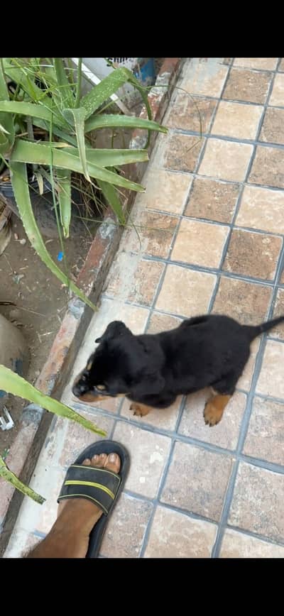Rottweiler female puppy