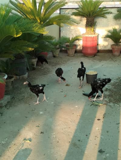 aseel chicks for sale .