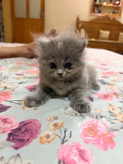 Paid Adoption Grey Female Persian