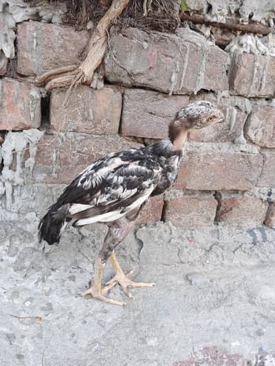 Aseel Murga + 4 Chicks For Sale | Healthy Breed | Lahore”
