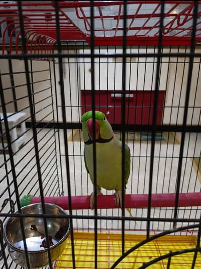 Cage (Pinjra) for sale