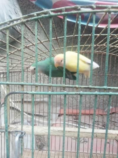 Love bird breeder pair for sale