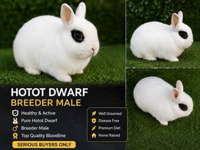 Hotot Dwarf Breeder Male Rabbit