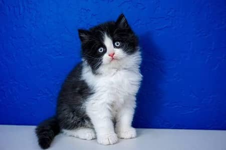 Persian kittens available