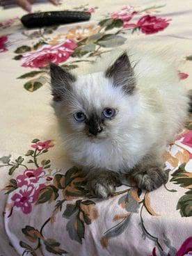 Persian kittens available
