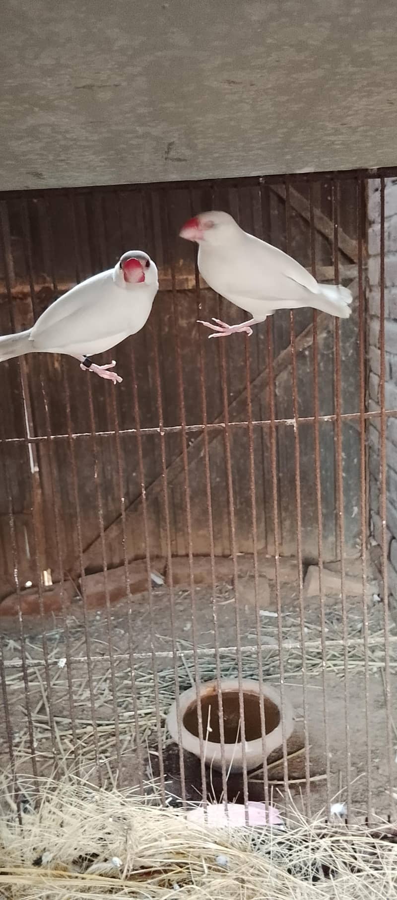 finches 0