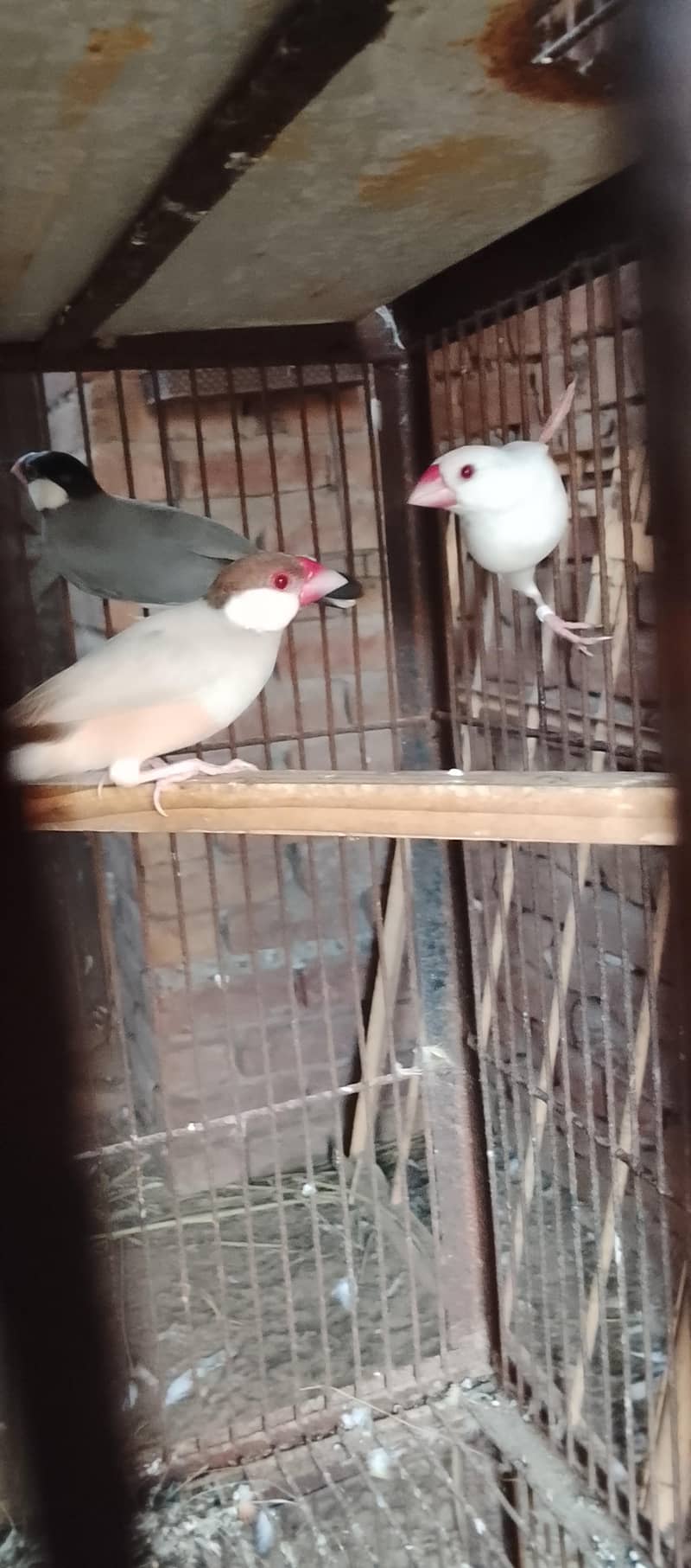 finches 1