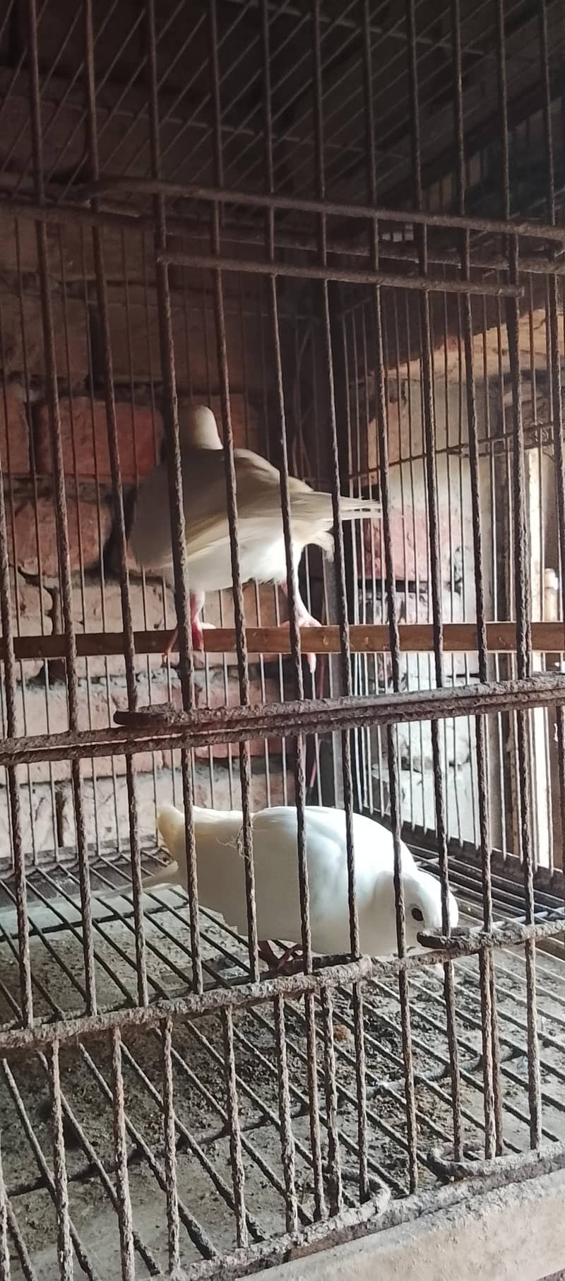 finches 2