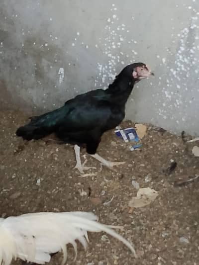mianwali aseel murga / murgian for sale