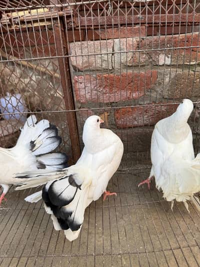 Lucky pigeons available for sale