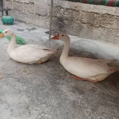 Ducks for sale