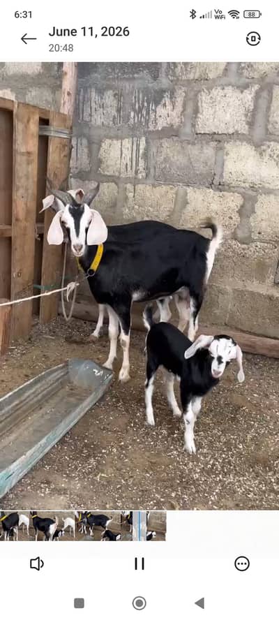 Tedy bakri