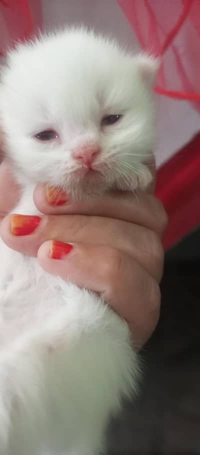 parshan kitten 