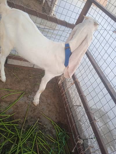male female age 5 ya 6 months contract number 03132313339