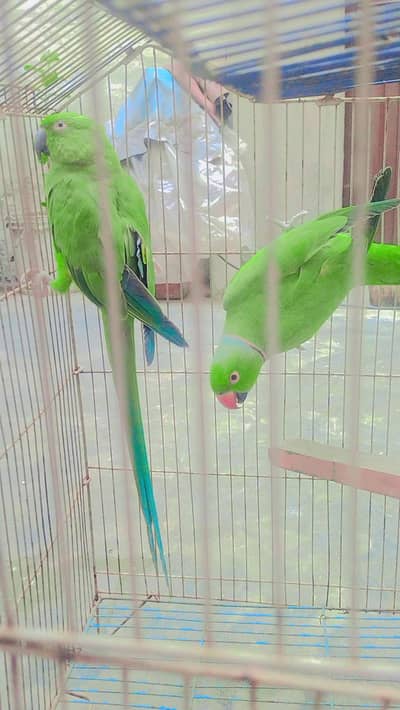 breeder pair for sale