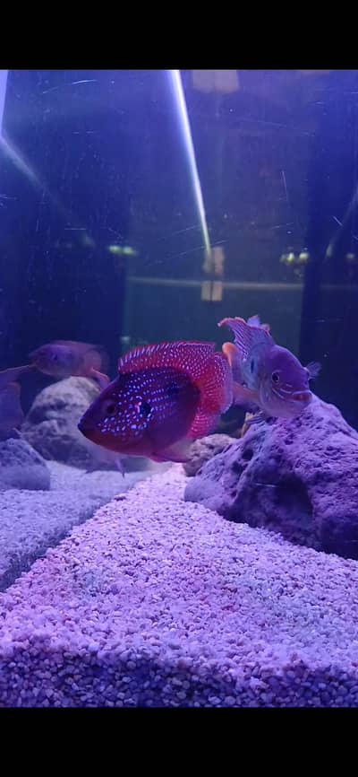 SHORT BODY RED JEWEL CHICHLID PAIR AND SNAKE HEAD