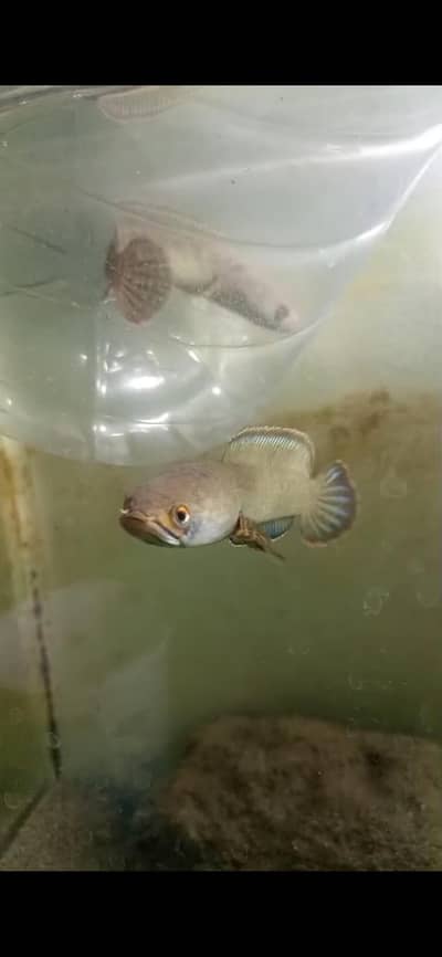SHORT BODY RED JEWEL CHICHLID PAIR AND SNAKE HEAD