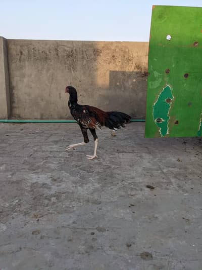 mianwali aseel lamba murga for sale