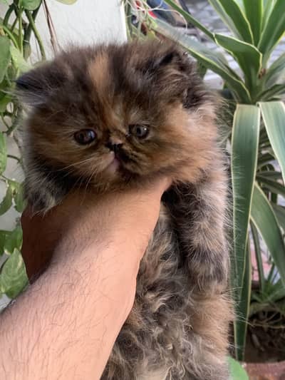Persian cat