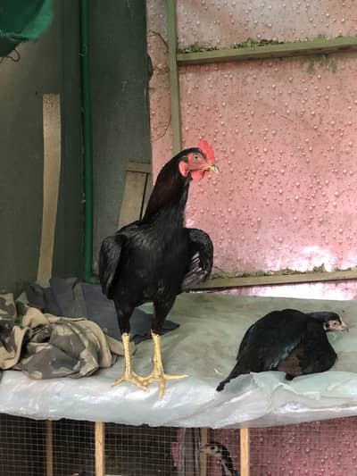 Seal hens