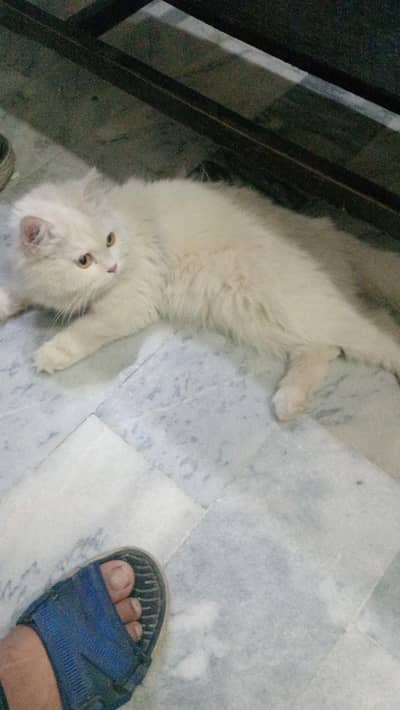 yah Russian cat Mujhe paso ki zarorat hai isliye fail kar raha hun