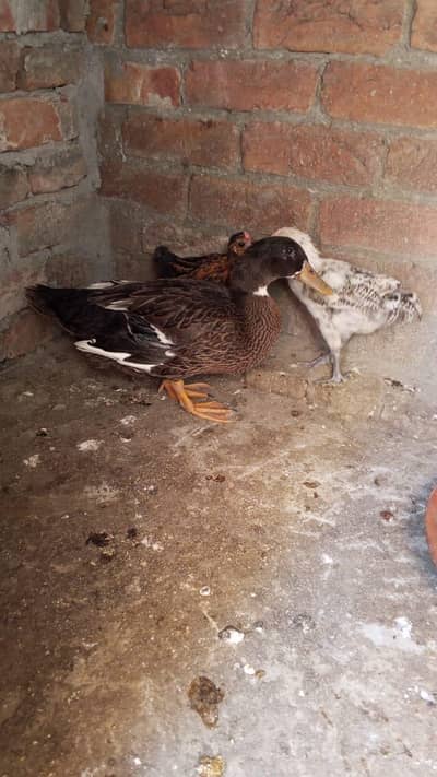 Brown Female Duck