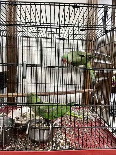 Raw adult pair
