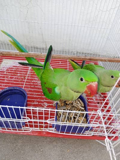 paroot for sale hole sale