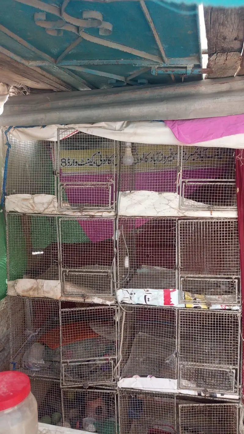 8 khana ka pinjra — photo 2