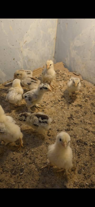 Columbian bantam chicks for sale