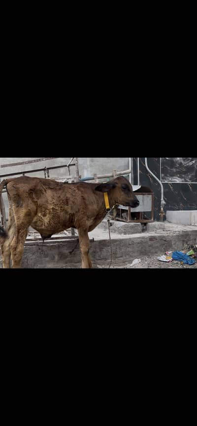 Baby cow male