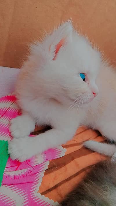 osam name co cute so pretty eyes brown littler trend