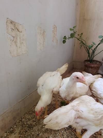 Heera Aseel chicks