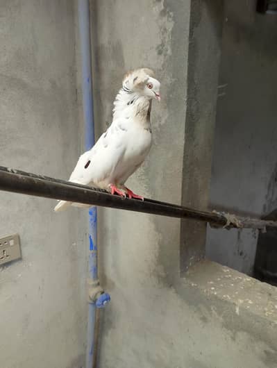 Fancy Pigeons
