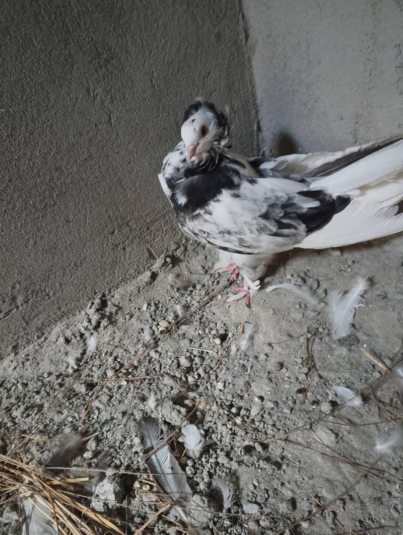 Fancy Pigeons 1
