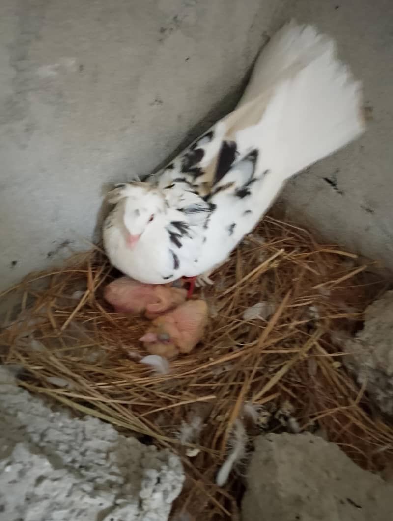 Fancy Pigeons 2