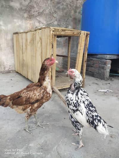 2 Aseel hens