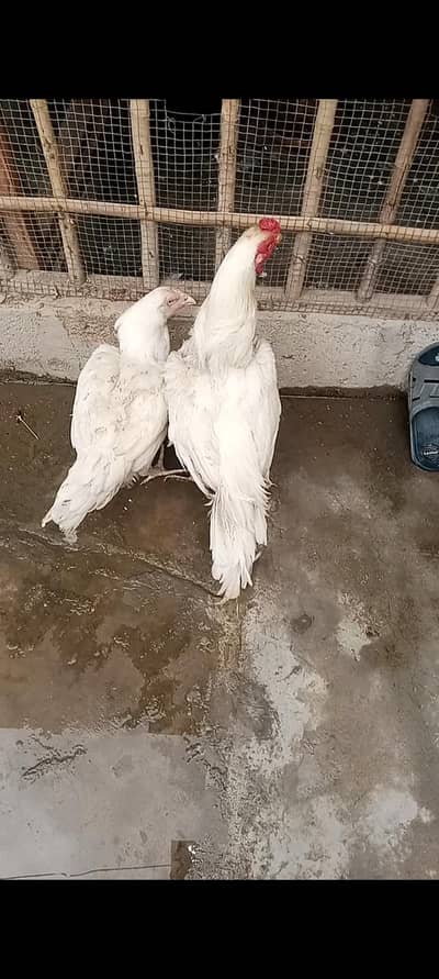 heera pair  qulaity birds