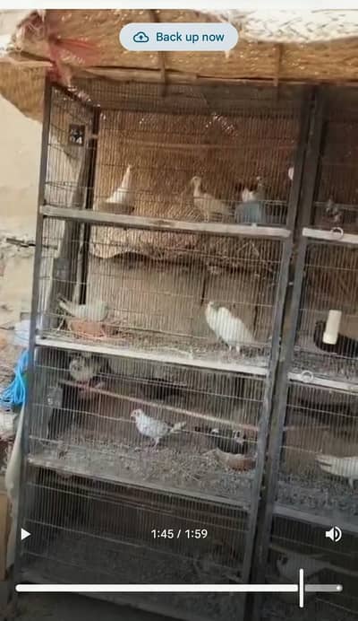 Urgent Sale: Pigeons with Large Breeding Cage (Complete Setup)