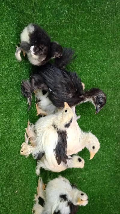 mottled bantam chicks available Whatsapp 03224492928