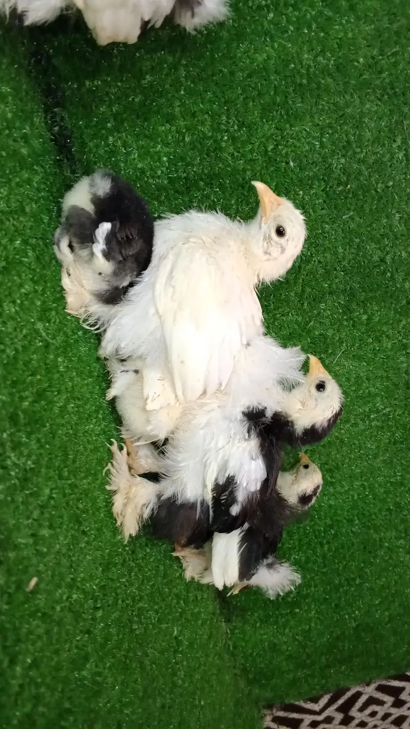 mottled bantam chicks available Whatsapp 03224492928 — photo 2