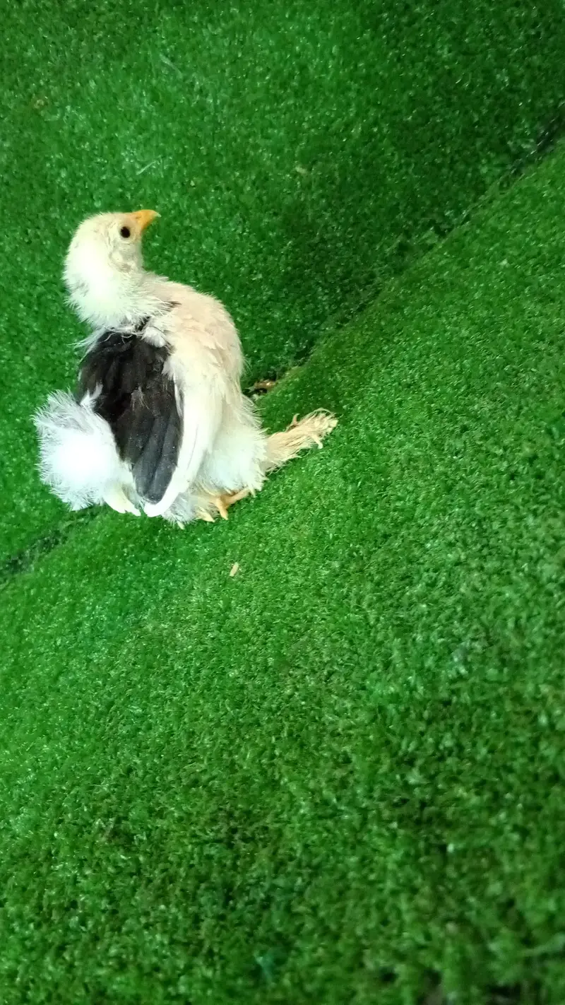 mottled bantam chicks available Whatsapp 03224492928 — photo 3