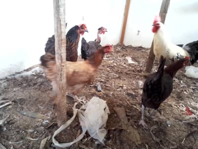 hens for sale 03452285822